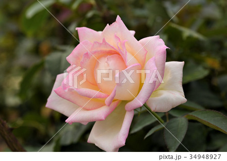 バラ（マダムヒデ） 34948927