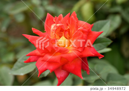 バラ(錦絵) バラ(錦絵) 34948972