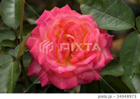 バラ（朝雲） 34948973