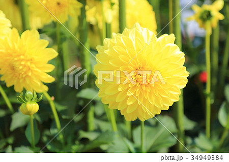 ダリアの花 34949384