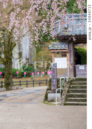 桜　春　大野寺　[奈良県] 34949715