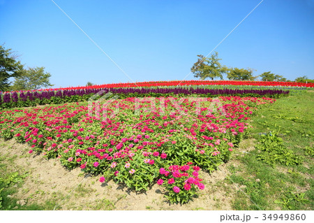 秋の公園 34949860