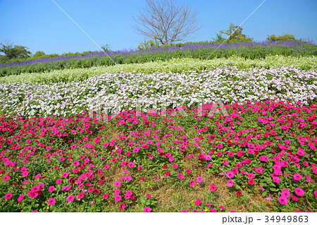 秋の公園 34949863