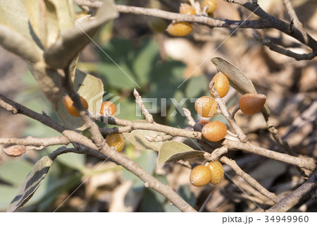 マルバアキグミ マルバアキグミ 34949960