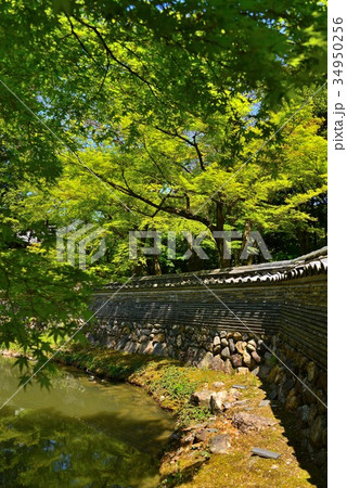 新緑の永保寺の風景 34950256