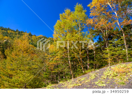 富士山滝沢林道の紅葉 34950259