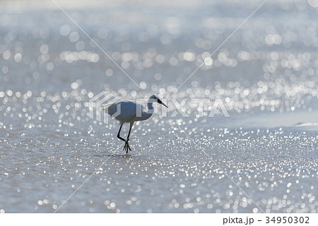 餌を探すコサギ 34950302