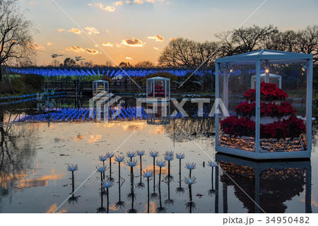 あしかがフラワーパークのイルミネーション 34950482