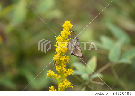 セイタカアワダチソウとセセリチョウ 34950489