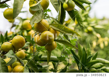 熟れ始めた温州ミカンの実 34950623