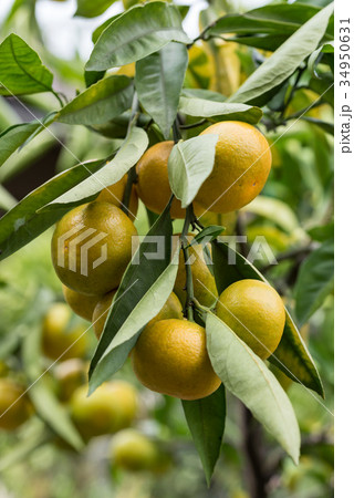 熟れ始めた温州ミカンの実 34950631