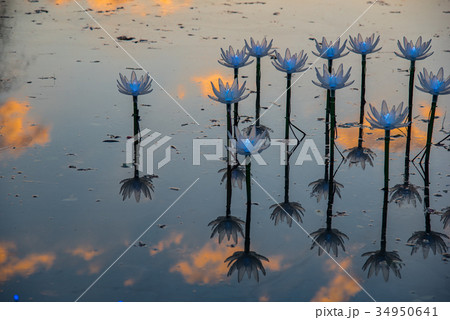 あしかがフラワーパークのイルミネーション あしかがフラワーパークのイルミネーション 34950641