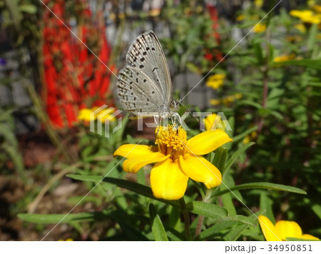 ヤマトシジミ ヤマトシジミ 34950851