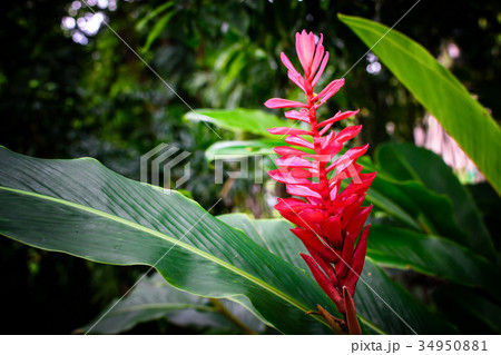 A beautiful red Tropical Flower. 34950881