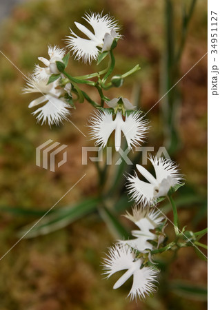 サギソウ 34951127