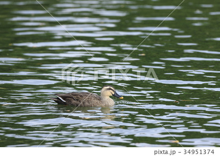 カルガモ 34951374