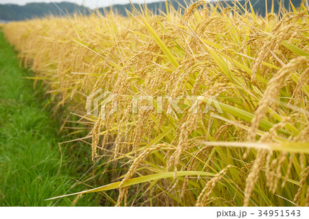 稲穂 34951543