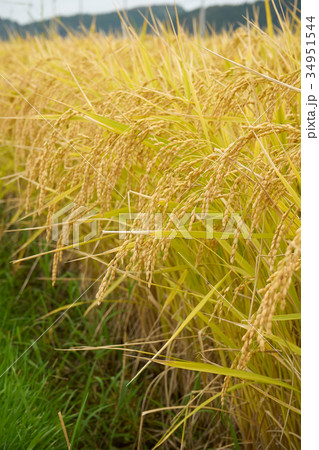 稲穂 34951544