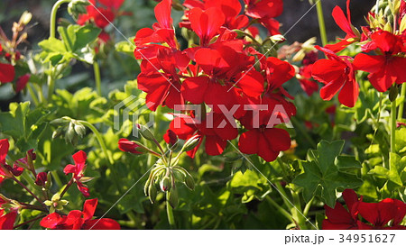 16 9 赤いアイビーゼラニウムの写真素材
