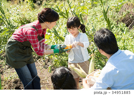 家族 農業 野菜 畑 子供 ファミリー イメージ 34951885