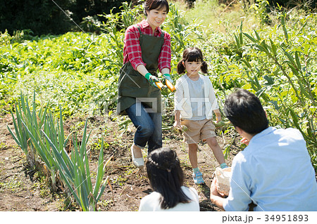 家族 農業 野菜 畑 子供 ファミリー イメージ 34951893