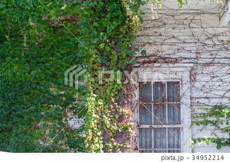 窓と蔦 34952214