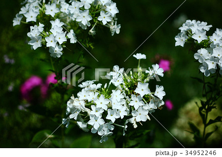 フロックス　白い花 34952246