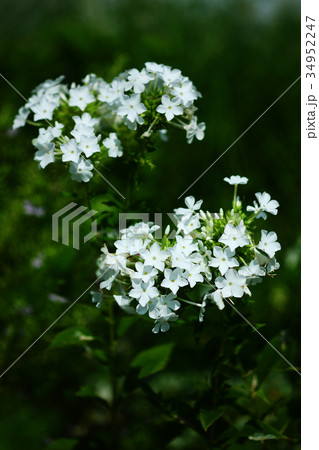 フロックス　白い花 34952247