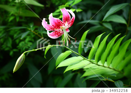 カノコユリの花 カノコユリの花 34952258