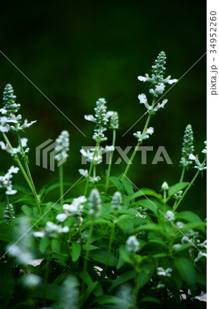 サルビア　ファリナセアの花 34952260