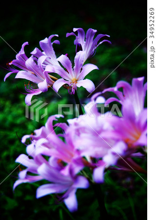 夏水仙の花 34952269