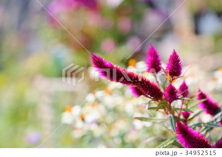 ノゲイトウの花 ノゲイトウの花 34952515