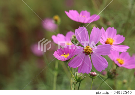コスモス畑 34952540