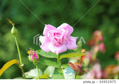 秋バラの花 秋バラの花 34952975