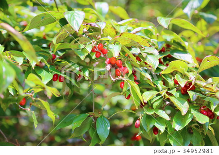 サンシュユの実 34952981