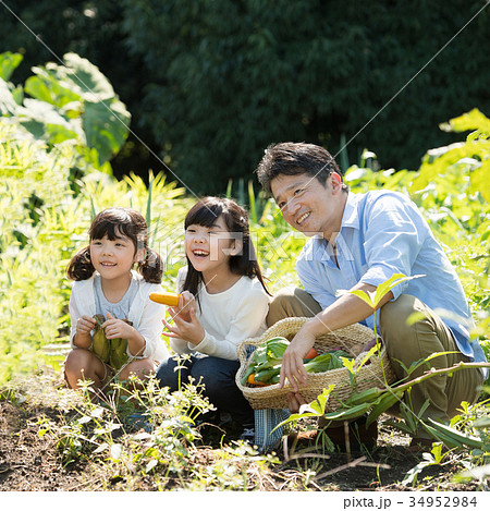 家族 農業 野菜 畑 子供 農業体験 イメージ 34952984