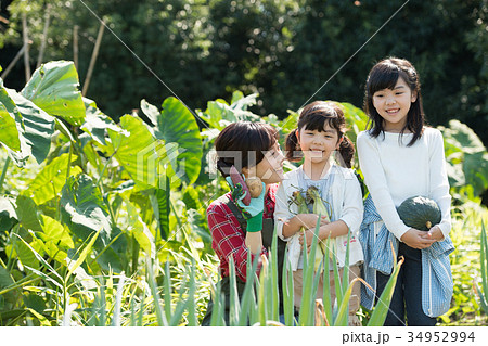 家族 農業 野菜 畑 子供 農業体験 イメージ 34952994