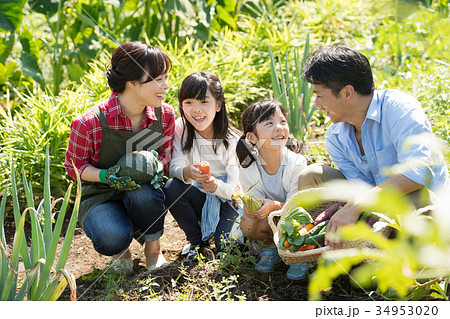 家族 農業 野菜 畑 子供 農業体験 イメージ 34953020