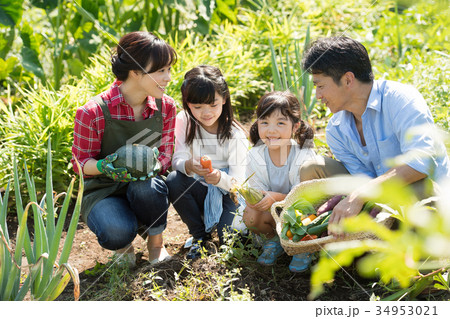 家族 農業 野菜 畑 子供 農業体験 イメージ 34953021