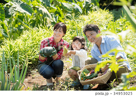 家族 農業 野菜 畑 子供 農業体験 イメージ 家族 農業 野菜 畑 子供 農業体験 イメージ 34953025