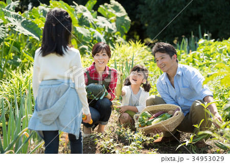 家族 農業 野菜 畑 子供 農業体験 イメージ 34953029