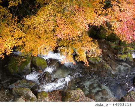 仁淀川支流　泉川の紅葉 34953218
