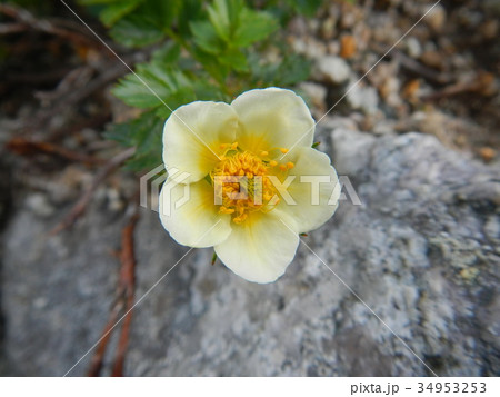 チングルマのアップ 34953253