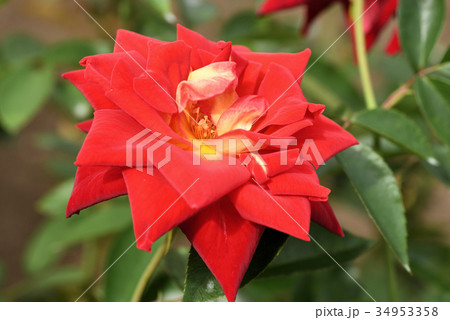 バラ（かがやき） 34953358