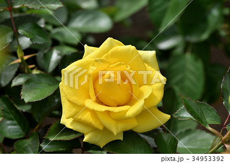 バラ（ファルツァーゴールド） 34953392