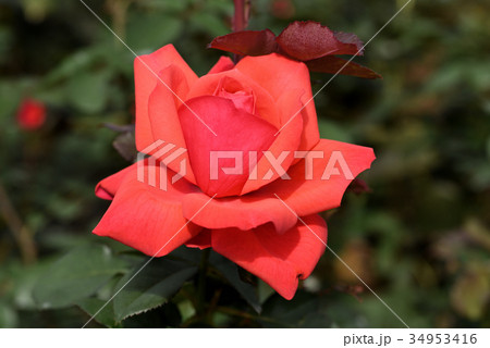 バラ(フィデリオ) バラ(フィデリオ) 34953416