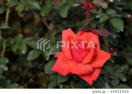 バラ（フィデリオ） 34953420