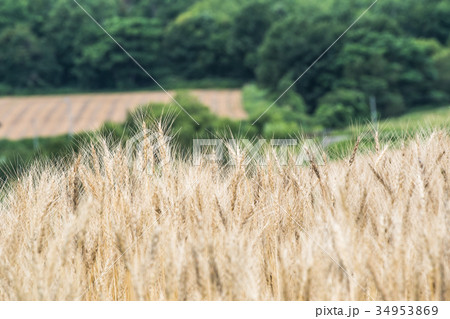 秋の小麦畑 / 北海道 美瑛町の風景 秋の小麦畑 / 北海道 美瑛町の風景 34953869