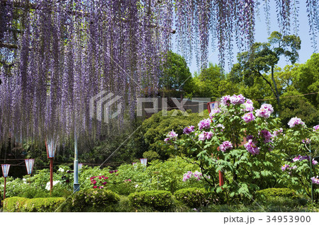 藤の花とボタン 34953900