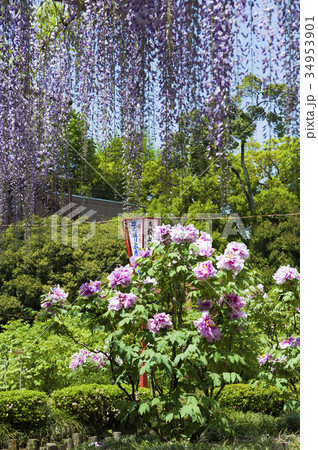 藤の花とボタン 藤の花とボタン 34953901